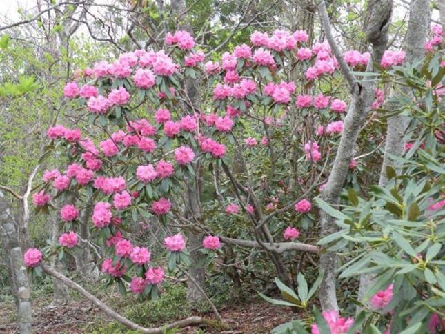 あす楽対応 兵庫県山岳連盟 六甲山 神戸ヒヨコ登山会 毎日登山奨励会 ...